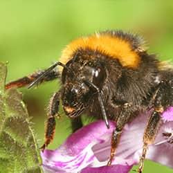 a fuzzy honey bee resting on a lilac in the garden of a new england home