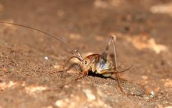 cricket on the ground