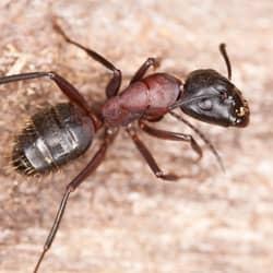 ant on a piece of wood