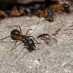 carpenter ant