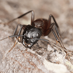 carpenter ant on water damaged wood