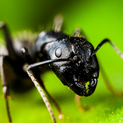 carpenter ant up close