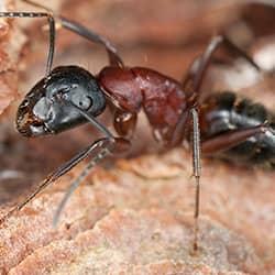 up close image of a carpenter ant in western mass