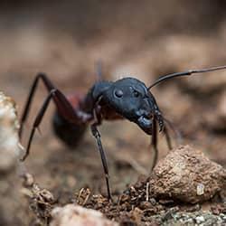 carpenter ant up close