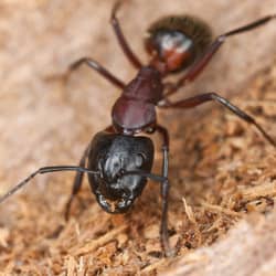 carpenter ant crawling on wood