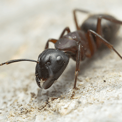 carpenter ant