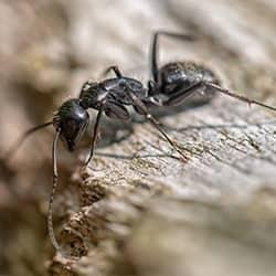 carpenter ant on a rock