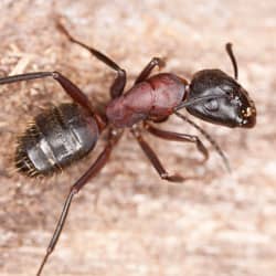 carpenter ant up close