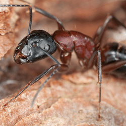 carpenter ant in water damaged wood