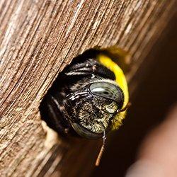a carpenter bee in a chewed hole