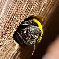 carpenter bee chewing wood