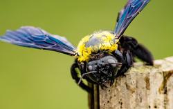 carpenter bee on edge of board