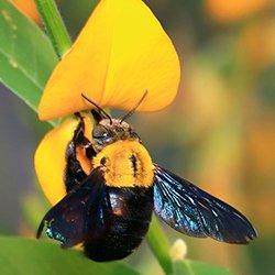 a carpenter bee pollunating a flower