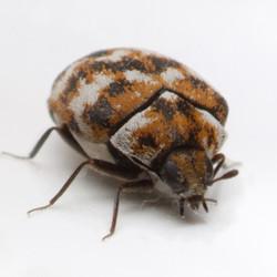 How to Get Rid of Carpet Beetles