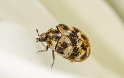 a carpet beetle crawling on fabric