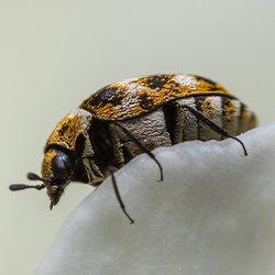 a carpet beetle crawling on fabric