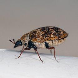 a carpet beetle crawling on the floor