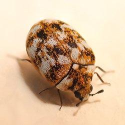 a carpet beetle in a bedroom