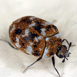 a carpet beetle crawling along w white rug in a springfield massachusetts home