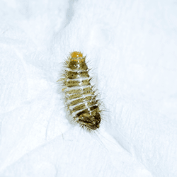 carpet beetle larvae found in hartford home