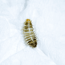 Blog - What Davis County Homeowners Ought To Know About Carpet Beetles