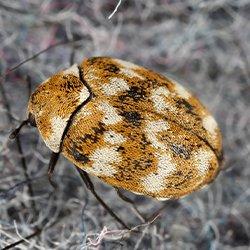 How to get rid of Carpet Beetles