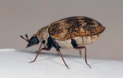 carpet beetle close up