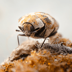 carpet beetle up close