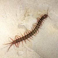 centipede on concrete floor