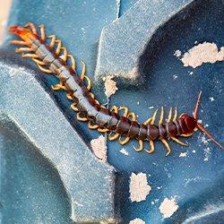 a centipede crawling on a tire