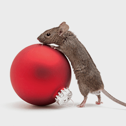 mouse with christmas ornament