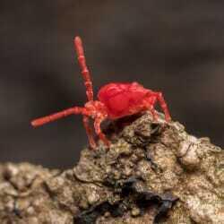 clover mite