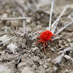clove mite in the ground
