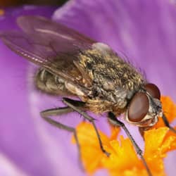 cluster fly