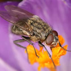 cluster fly on flower