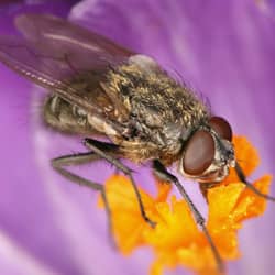 cluster fly on house plant