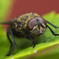 cluster fly on plant