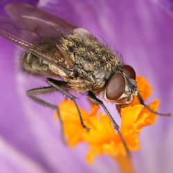 cluster fly on house plant