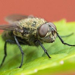 cluster flies on a leaf