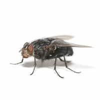 How to Get Rid of Flies