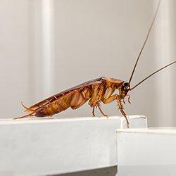 cockroach crawling in a bathroom