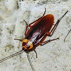 a cockroach on cement