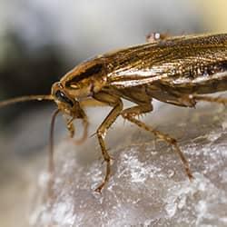 cockroach up close