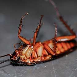 a cockroach laying on its back inside a home