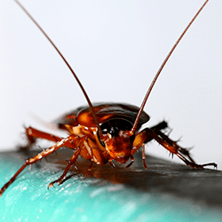 cockroach up close