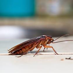 cockroach in kitchen