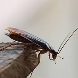 cockroach on a counter