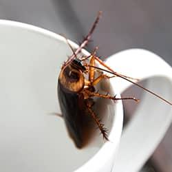 cockroach in a cup