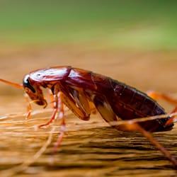 cockroach on wood in springfield