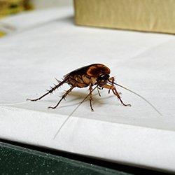 a cockroach infestation in a kitchen